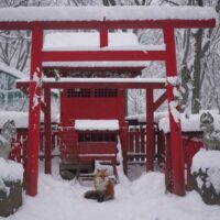 交通のご案内 宮城蔵王キツネ村