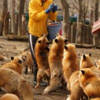 交通のご案内 宮城蔵王キツネ村