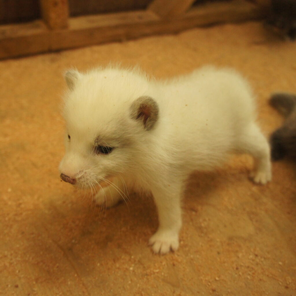 北極ぎつねの赤ちゃん🍼 | 未分類 | 宮城蔵王キツネ村