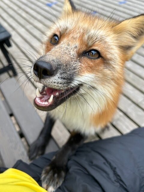 宮城蔵王キツネ村