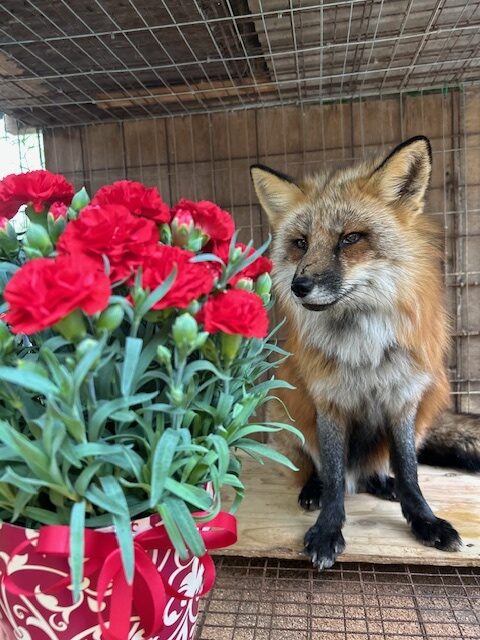 宮城蔵王キツネ村